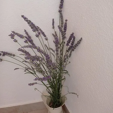 Branko With Free Parking Place Appartement Marina